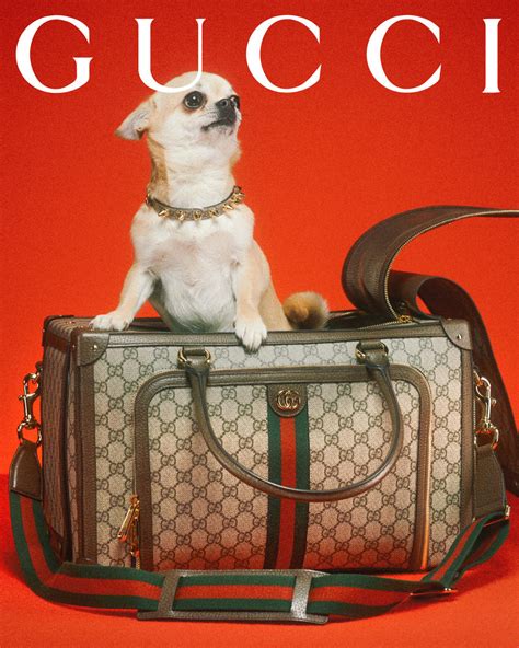 designer dog bags gucci|new Gucci pet collection.